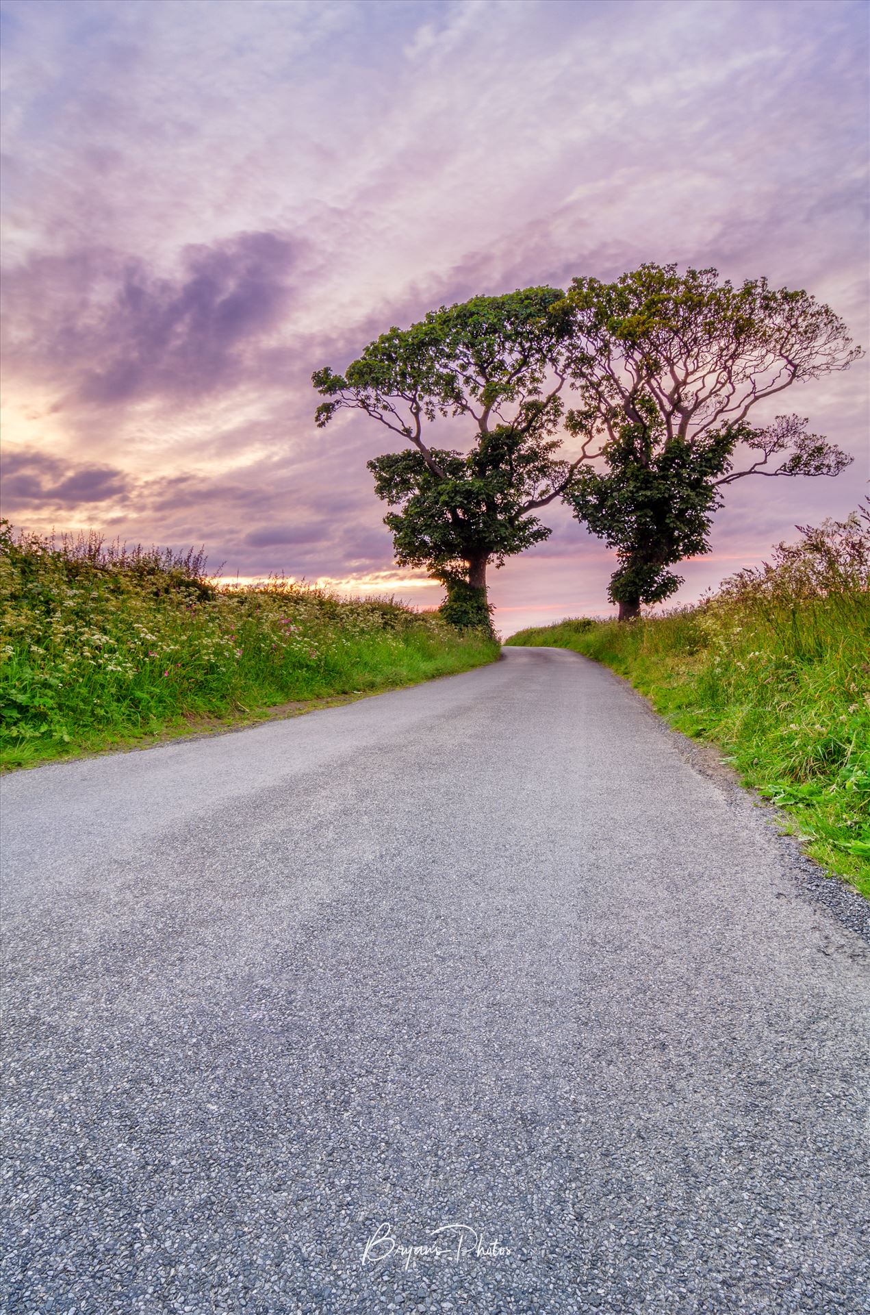 Kissing Trees at Kinghorn - A photograph of the Kissing Trees at Kinghorn taken as the sun sets. by Bryans Photos