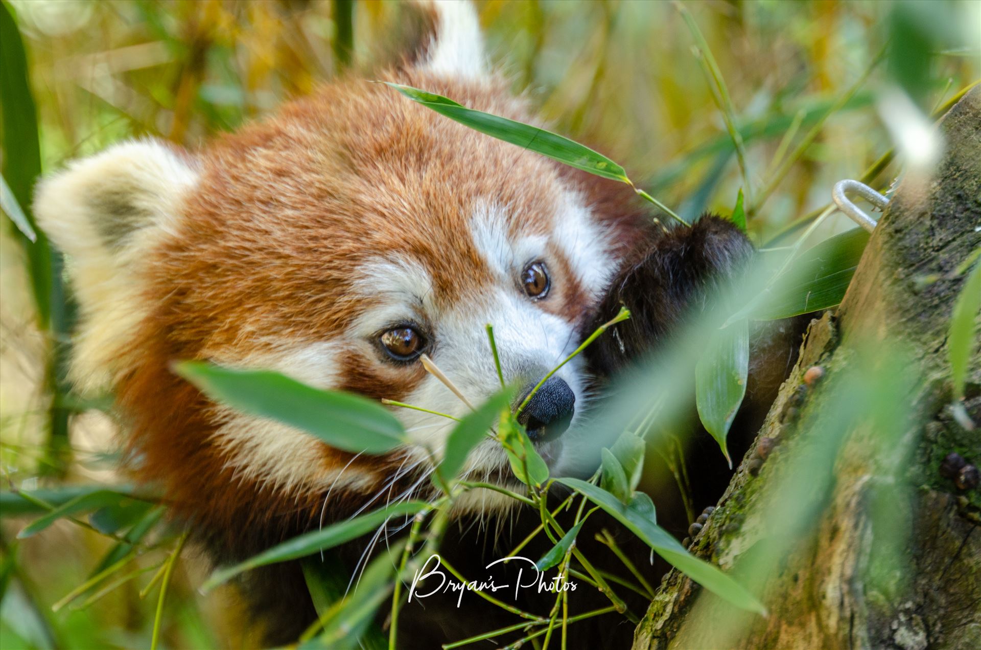 Panda - A photograph of a Red Panda in the lower branches of a tree. by Bryans Photos