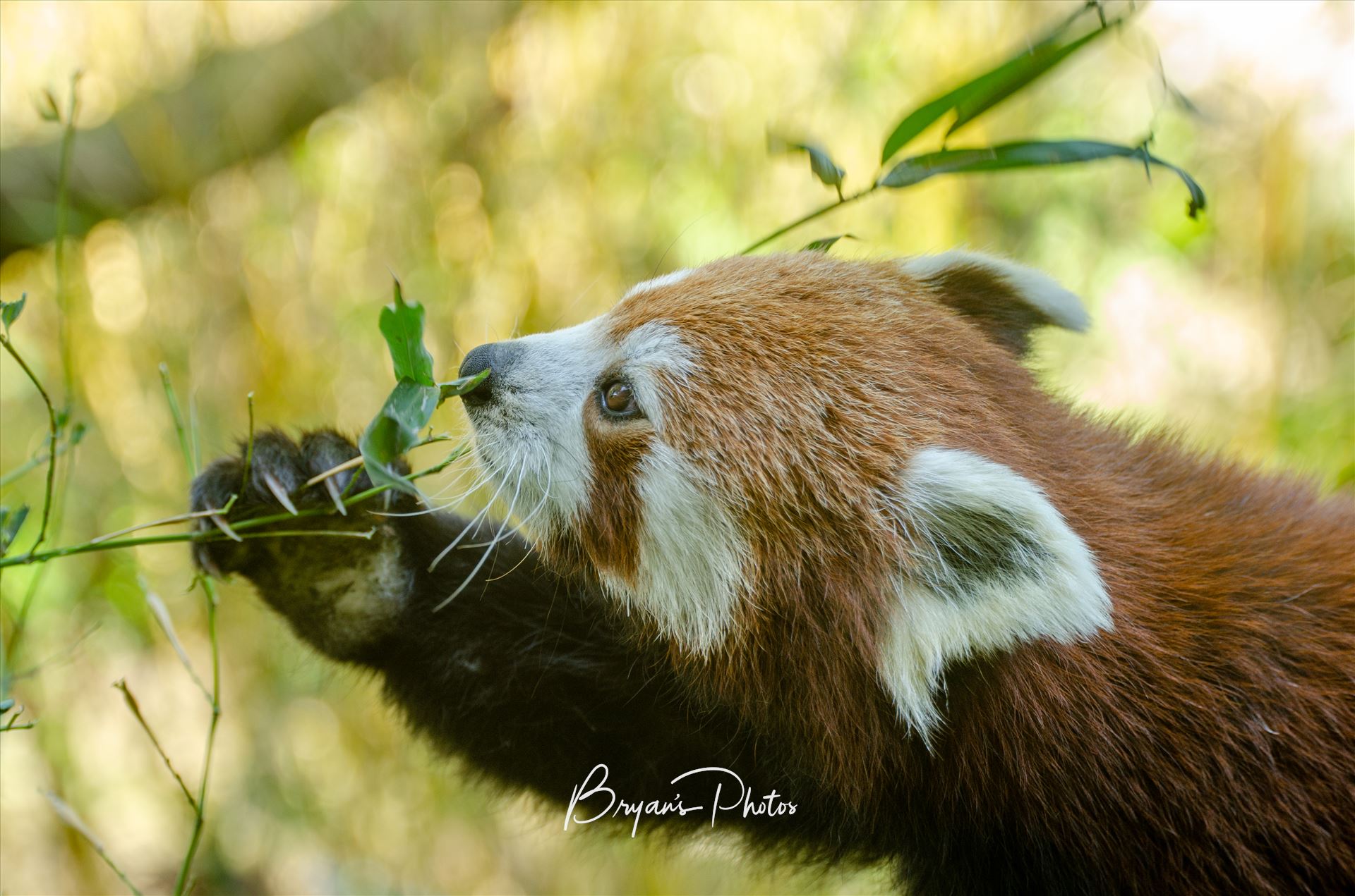 Red Panda - A photograph of a Red Panda having a bite to eat. by Bryans Photos