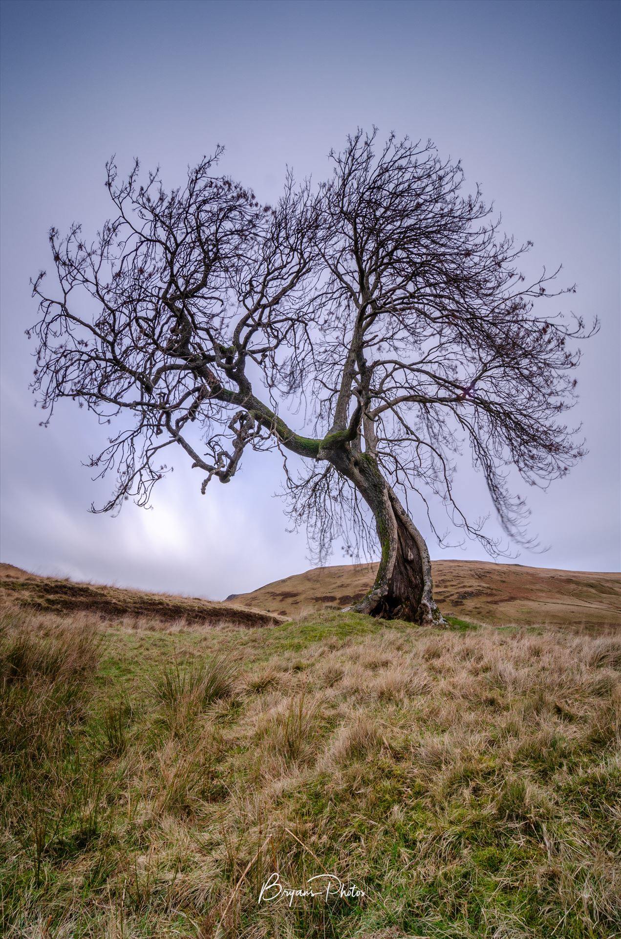 Frandy Tree Glen Devon - A long exposure photograph of the Frandy Tree Glen Devon, Perthshire. by Bryans Photos