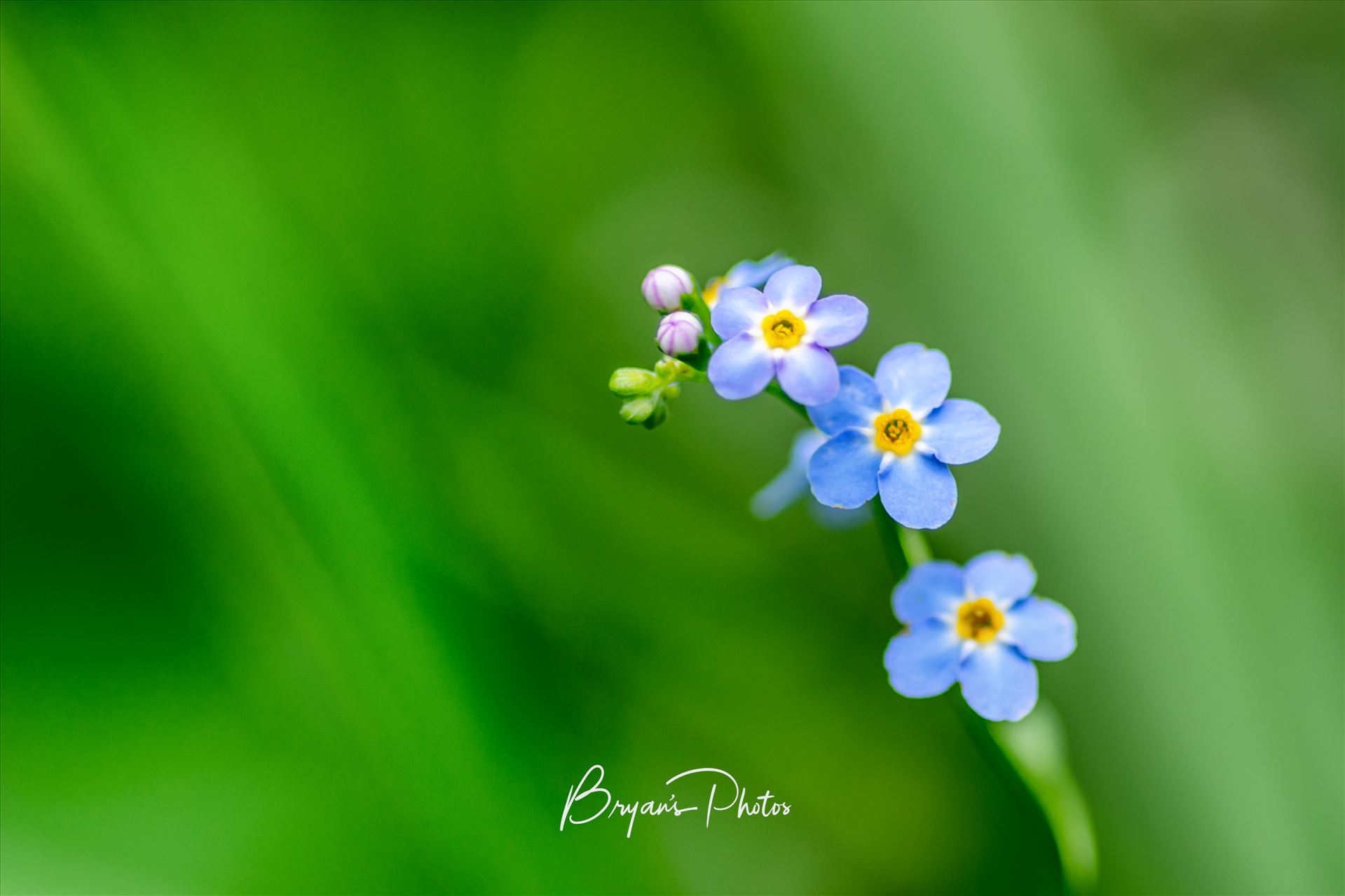 Forget Me Not - Wall art of of a Forget Me Not flower taken on a walk through local woodland. by Bryans Photos