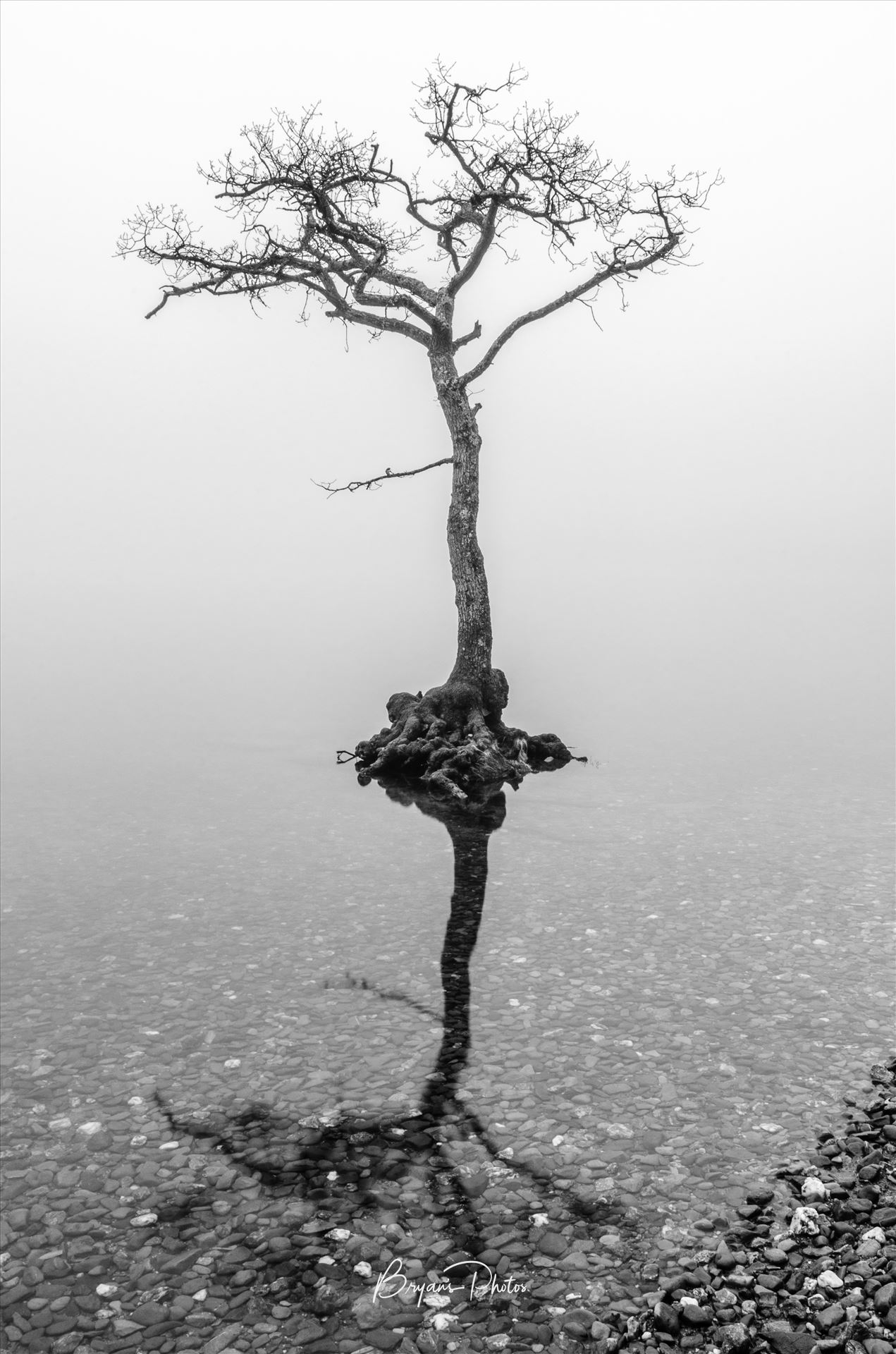 Misty Milarrochy - A black and white photograph of the loan tree at Milarrochy Bay Loch Lomond. by Bryans Photos