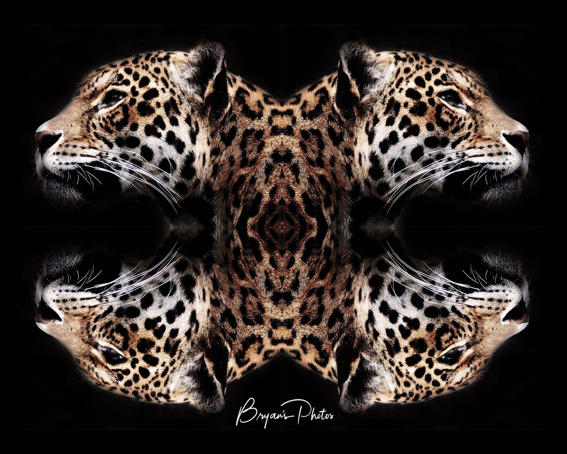 Jaguar art - An image of a jaguars head mirrored and merged into wall art by Bryans Photos