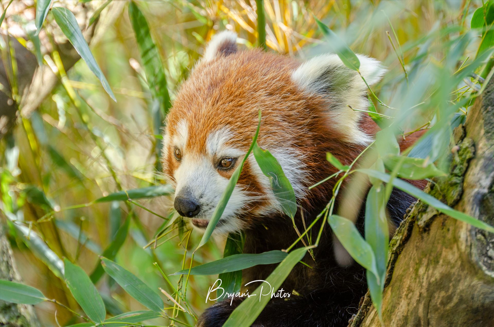 Wild Red Panda - A photograph of a Red Panda as it sits amongst bamboo leaves. by Bryans Photos