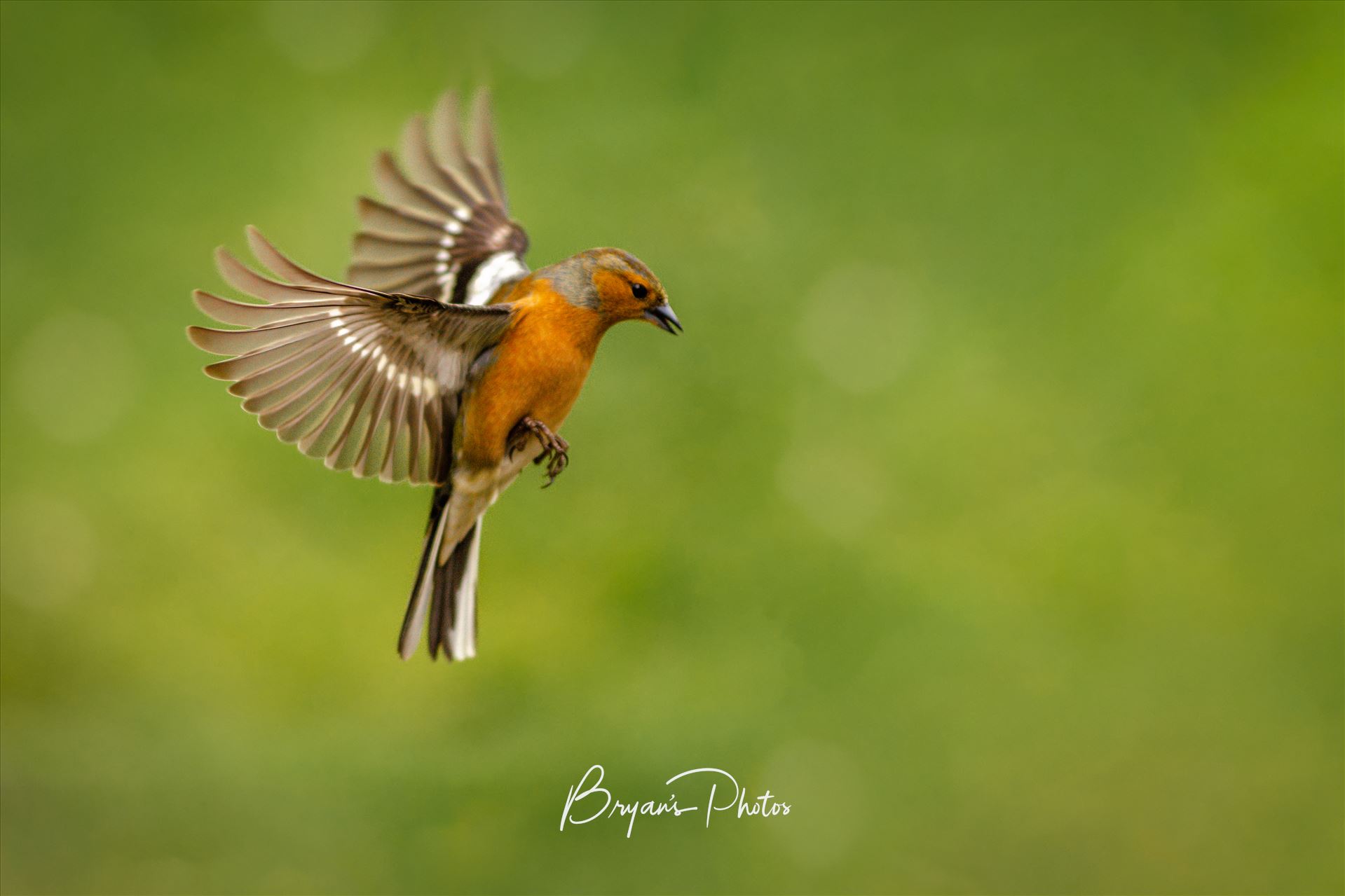 Flight of the Chaffinch - A photograph of a male Chaffinch taken mid flight. by Bryans Photos