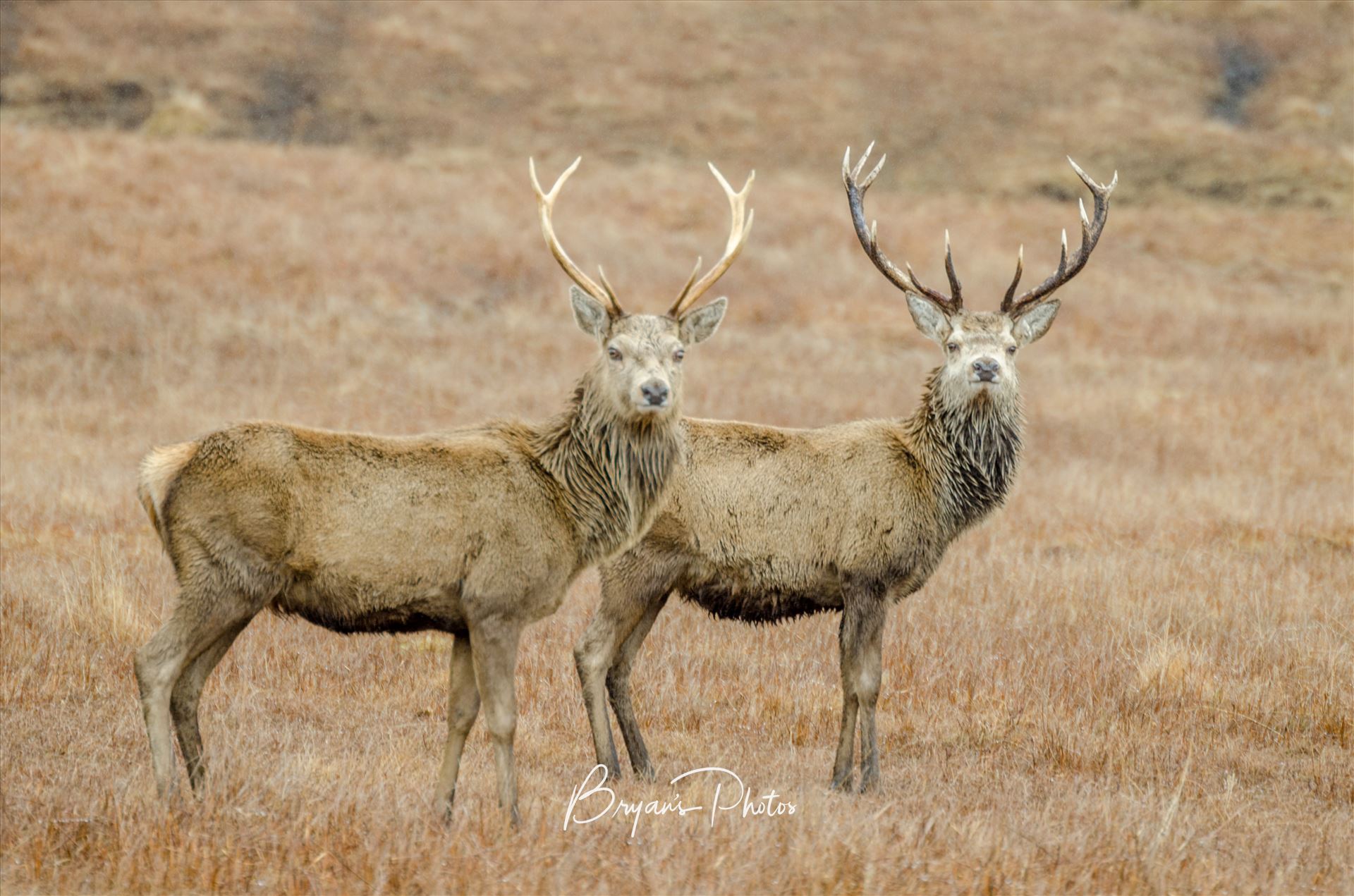 Glen Lyon Stags - A photograph of two Deer running wild in Glen Lyon in the Scottish Highlands. by Bryans Photos