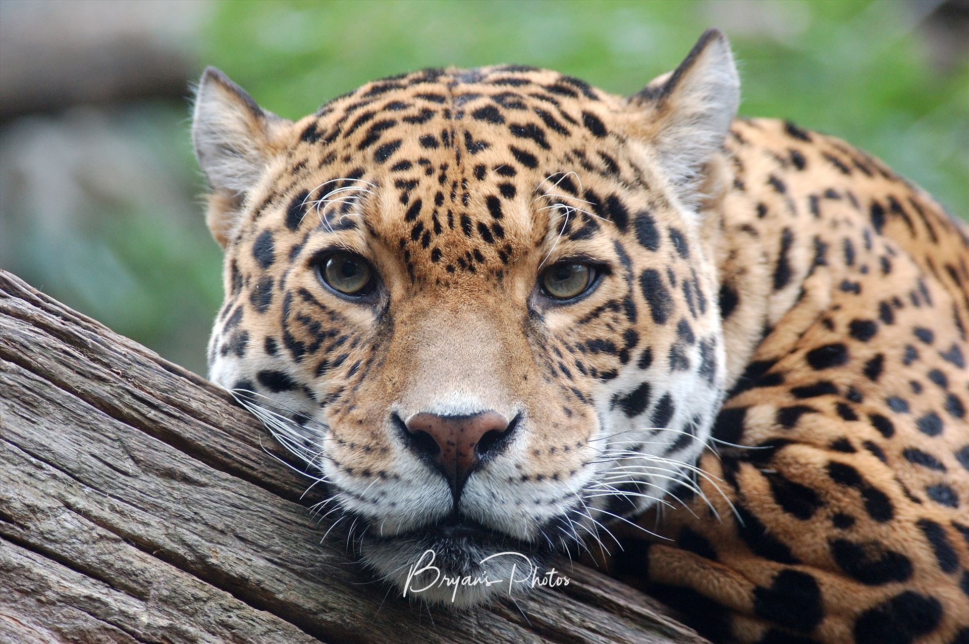 Jaguar stare - Photograph of a Jaguar staring straight at me. by Bryans Photos