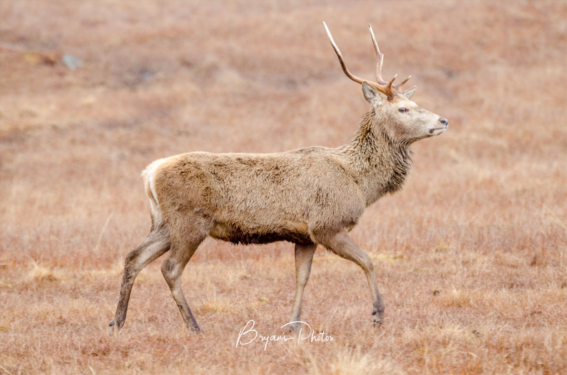 Lone Deer - A photograph of a lone Stag taken in Glen Lyon in the Scottish Highlands. by Bryans Photos