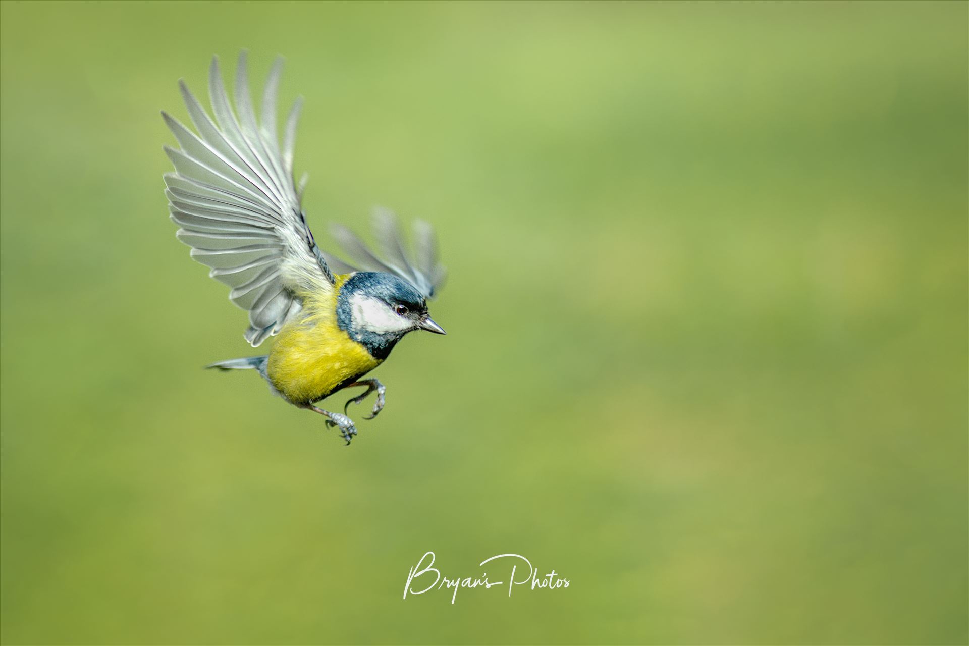 Blue Tit Landing - A photograph of a wild Blue Tit coming in to land on the branch of a tree. by Bryans Photos