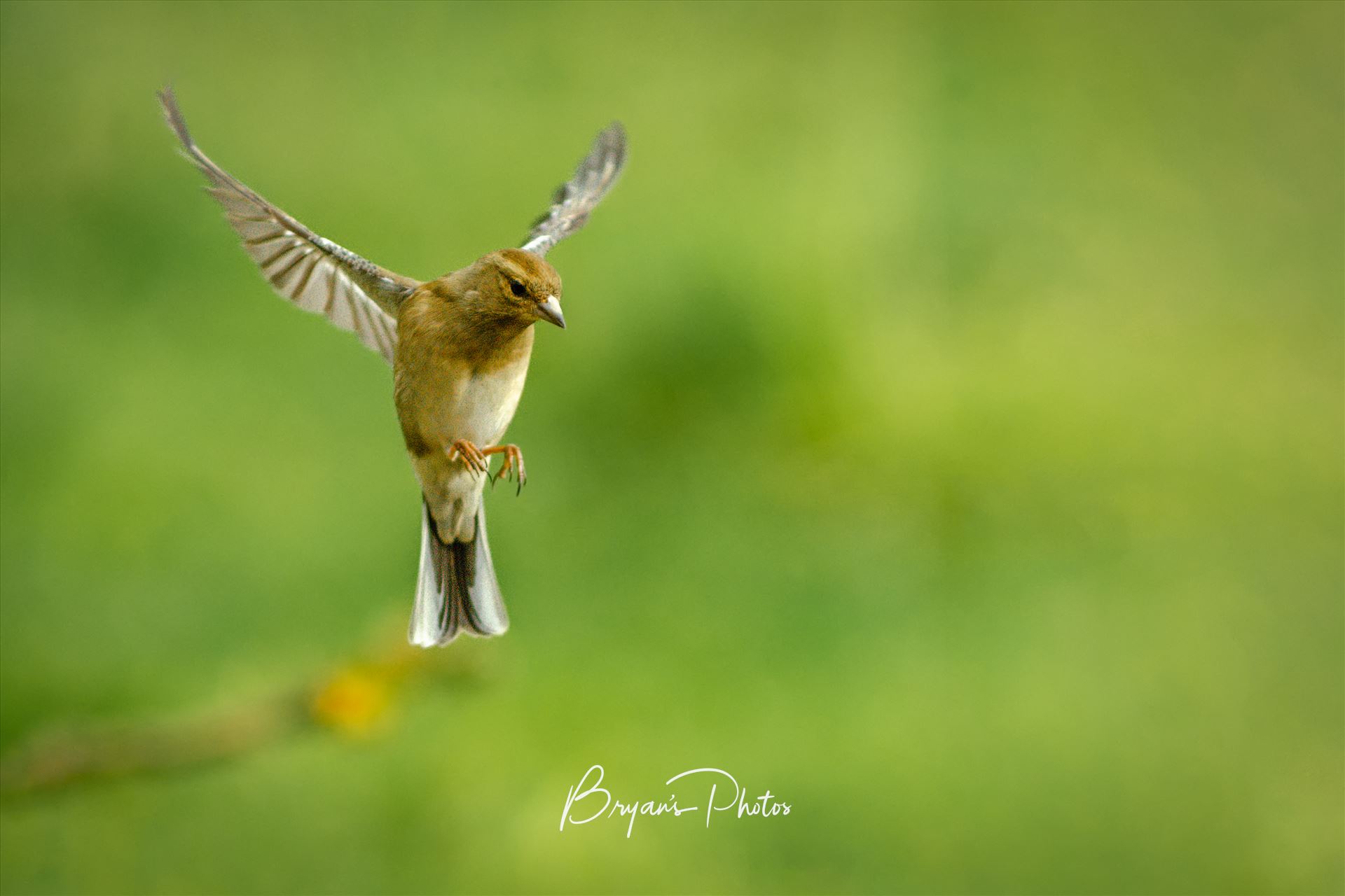 Female Chaffinch - A photograph of a female Chaffinch coming in to land. by Bryans Photos