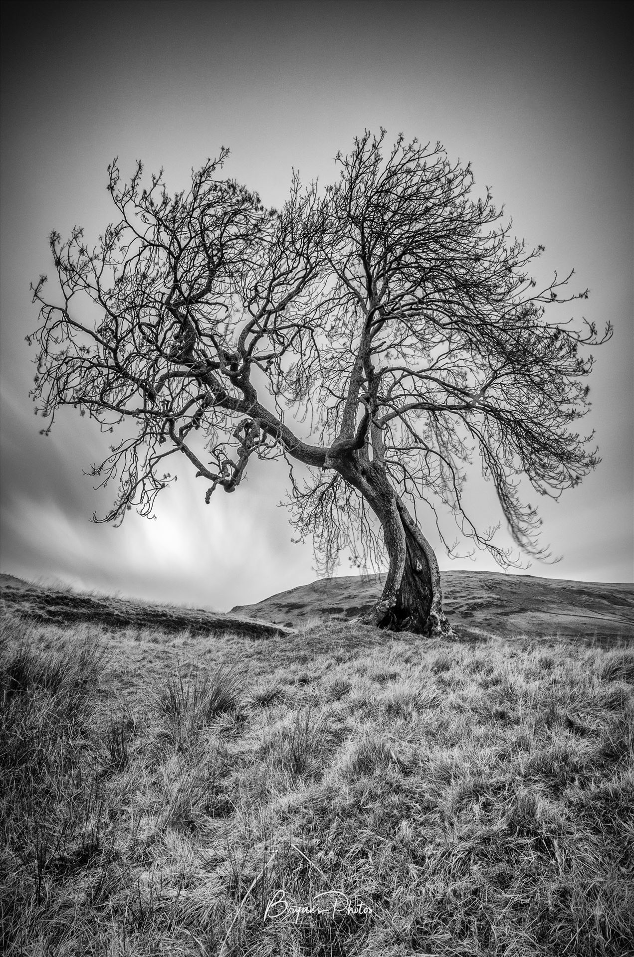 Frandy Tree - A black and white photograph of the Frandy Tree Glen Devon, Perthshire. by Bryans Photos