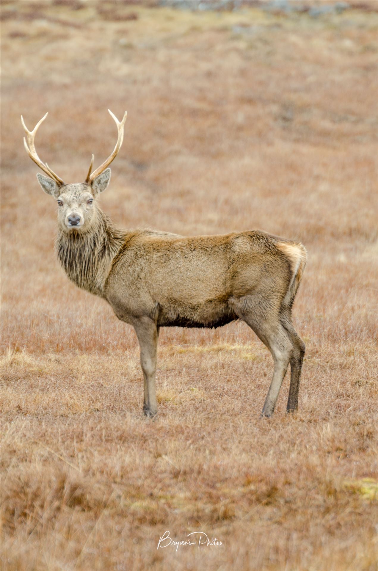 Lone Stag - A photograph of a lone Stag taken in Glen Lyon in the Scottish Highlands. by Bryans Photos