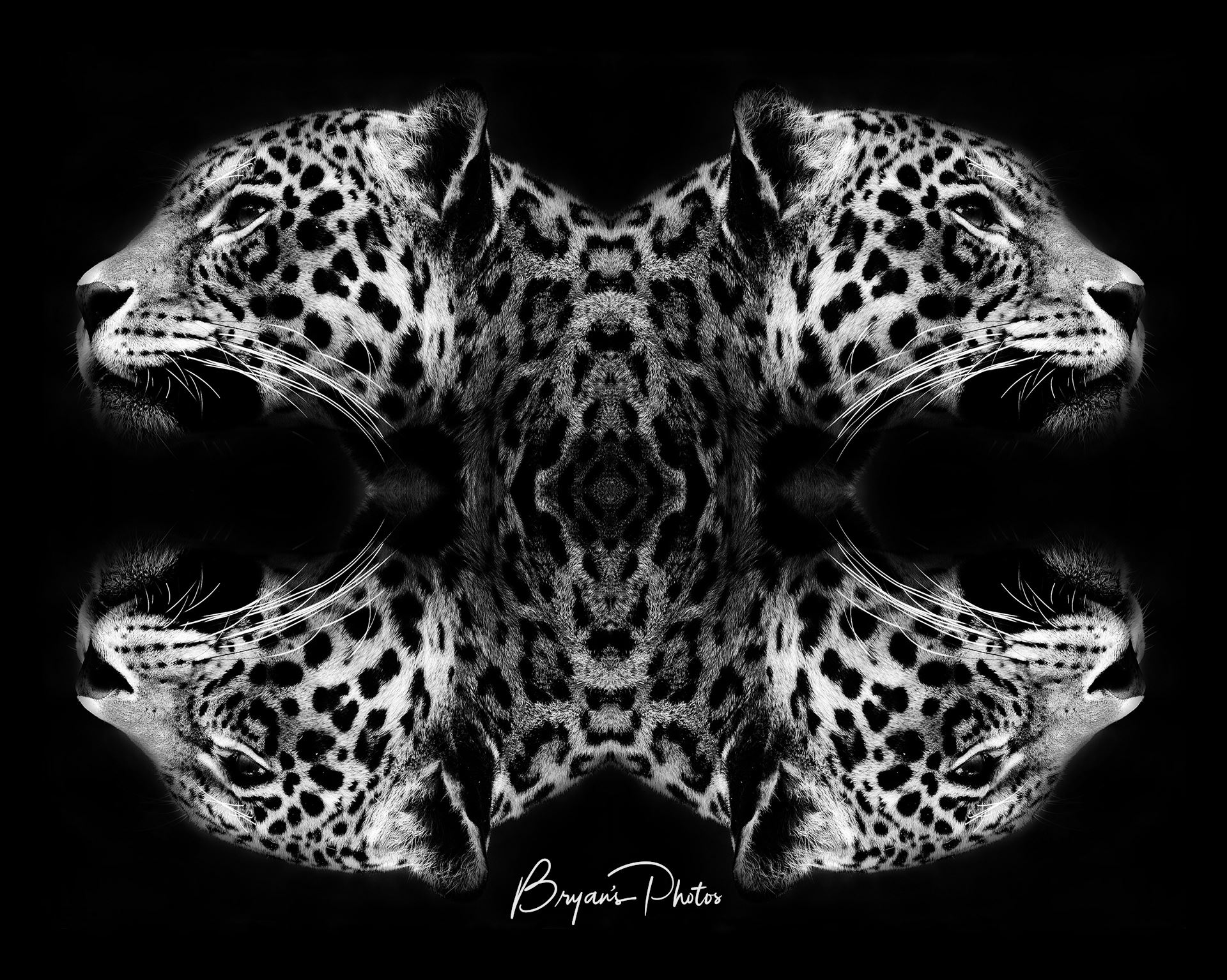 Jaguar Art Black & White - An image of a jaguars head mirrored and merged into wall art by Bryans Photos