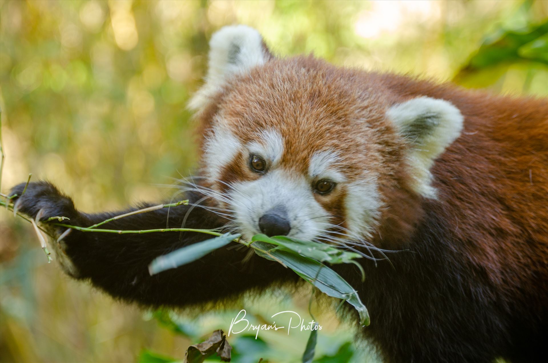 Feeding Time - A photograph of a Red Panda eating bamboo leaves. by Bryans Photos