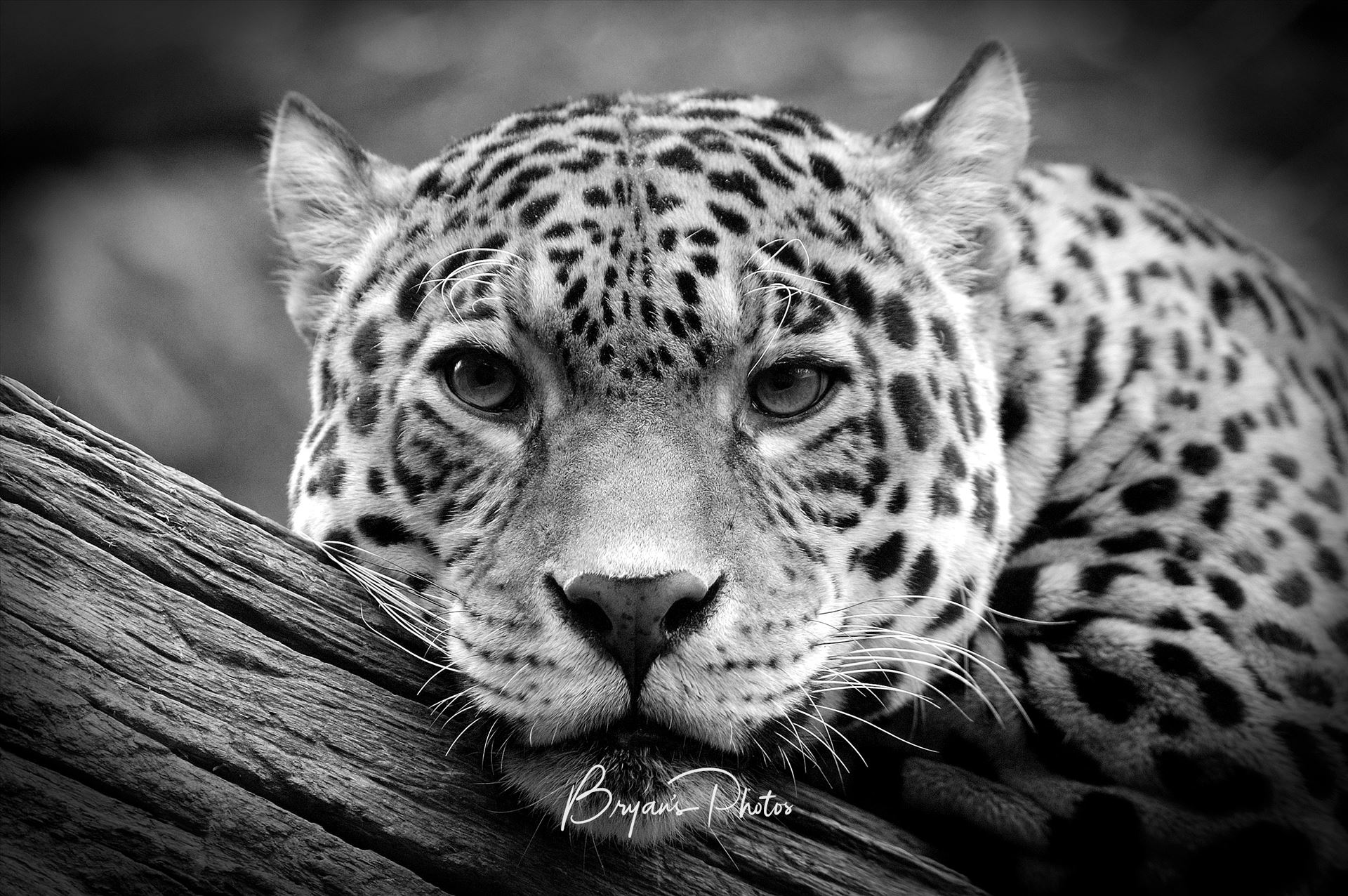 Jaguar Stare Black & White - A photograph of a Jaguar staring straight at me in black & white by Bryans Photos