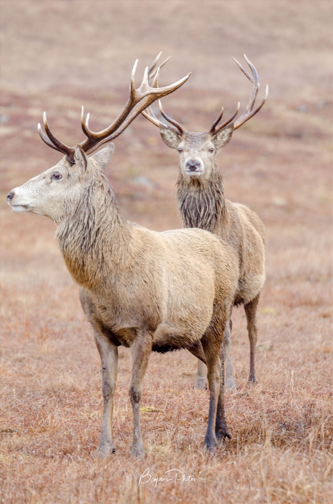 Stags - A photographs of two Stags in Glen Lyon. by Bryans Photos