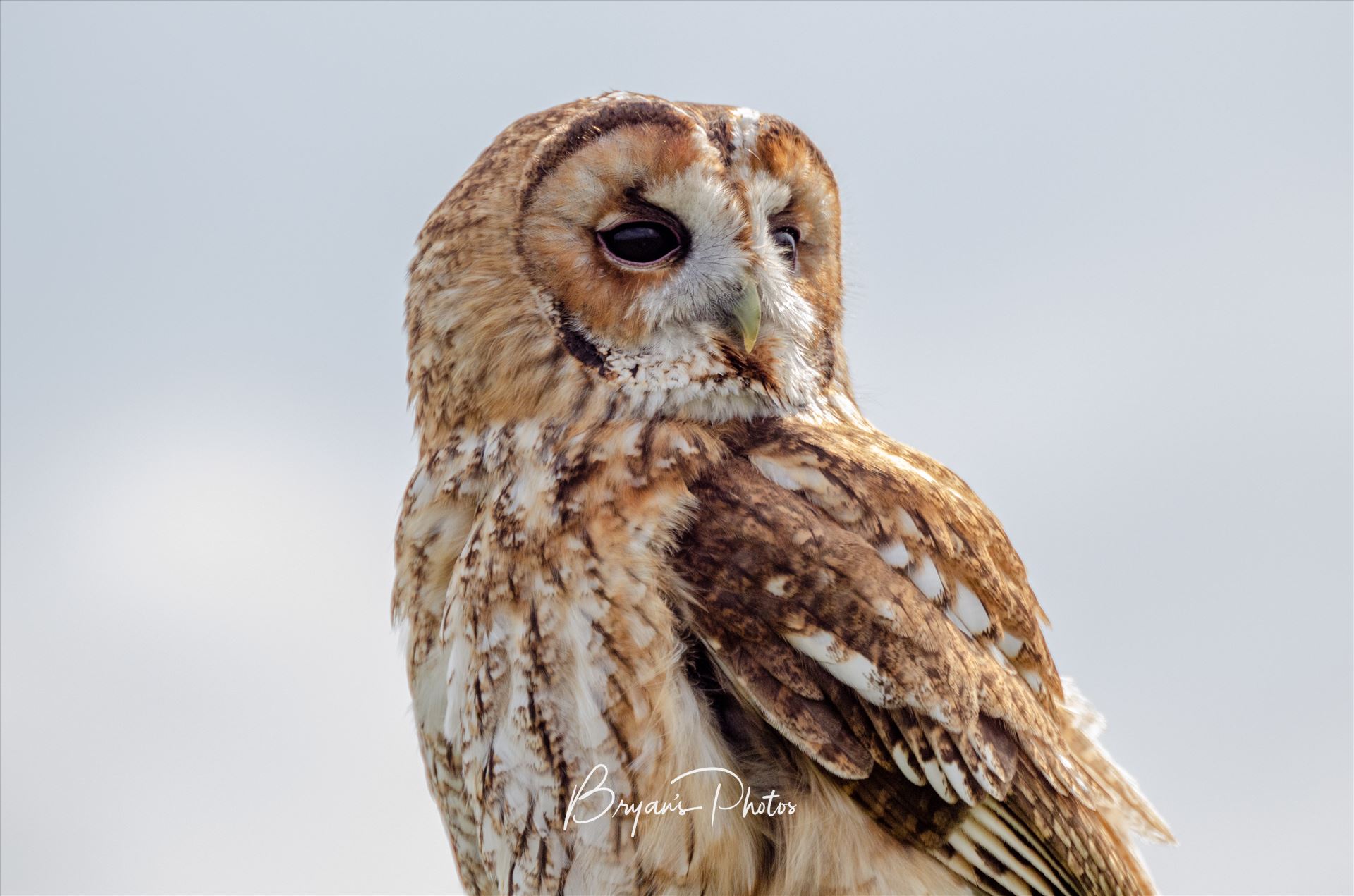 Tawny Owl - A photograph of a Tawny Owl taken in the Scottish Highlands. by Bryans Photos