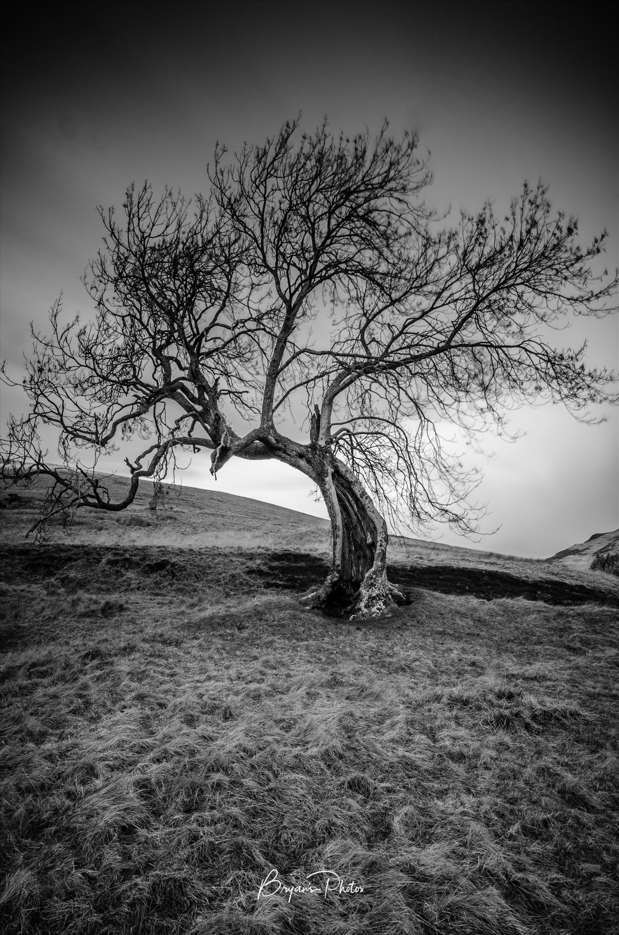 The Frandy Tree - A black and white long exposure photograph of the Frandy Tree Glen Devon, Perthshire. by Bryans Photos