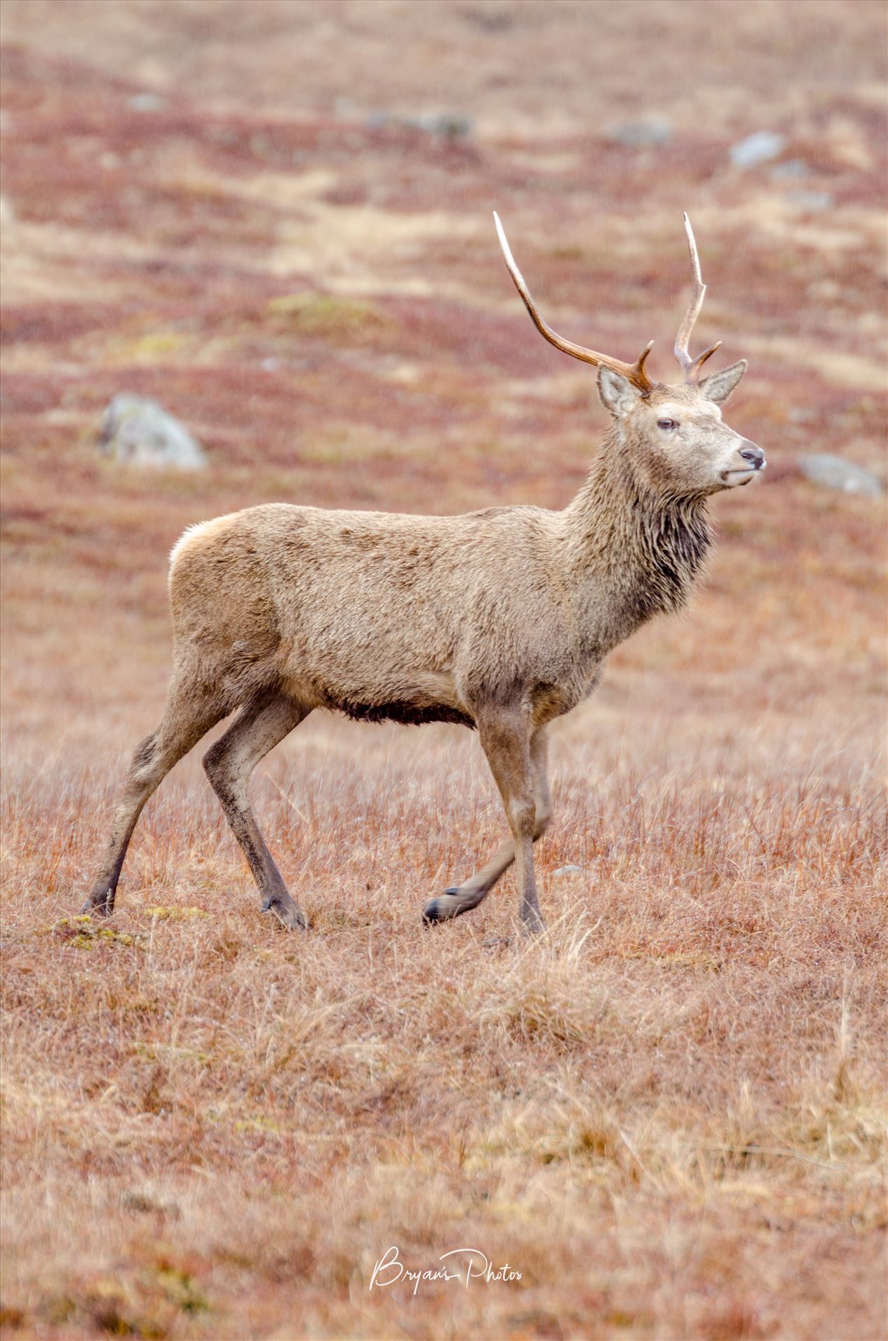 Glen Lyon Deer - A photograph of a lone Stag taken in Glen Lyon in the Scottish Highlands. by Bryans Photos