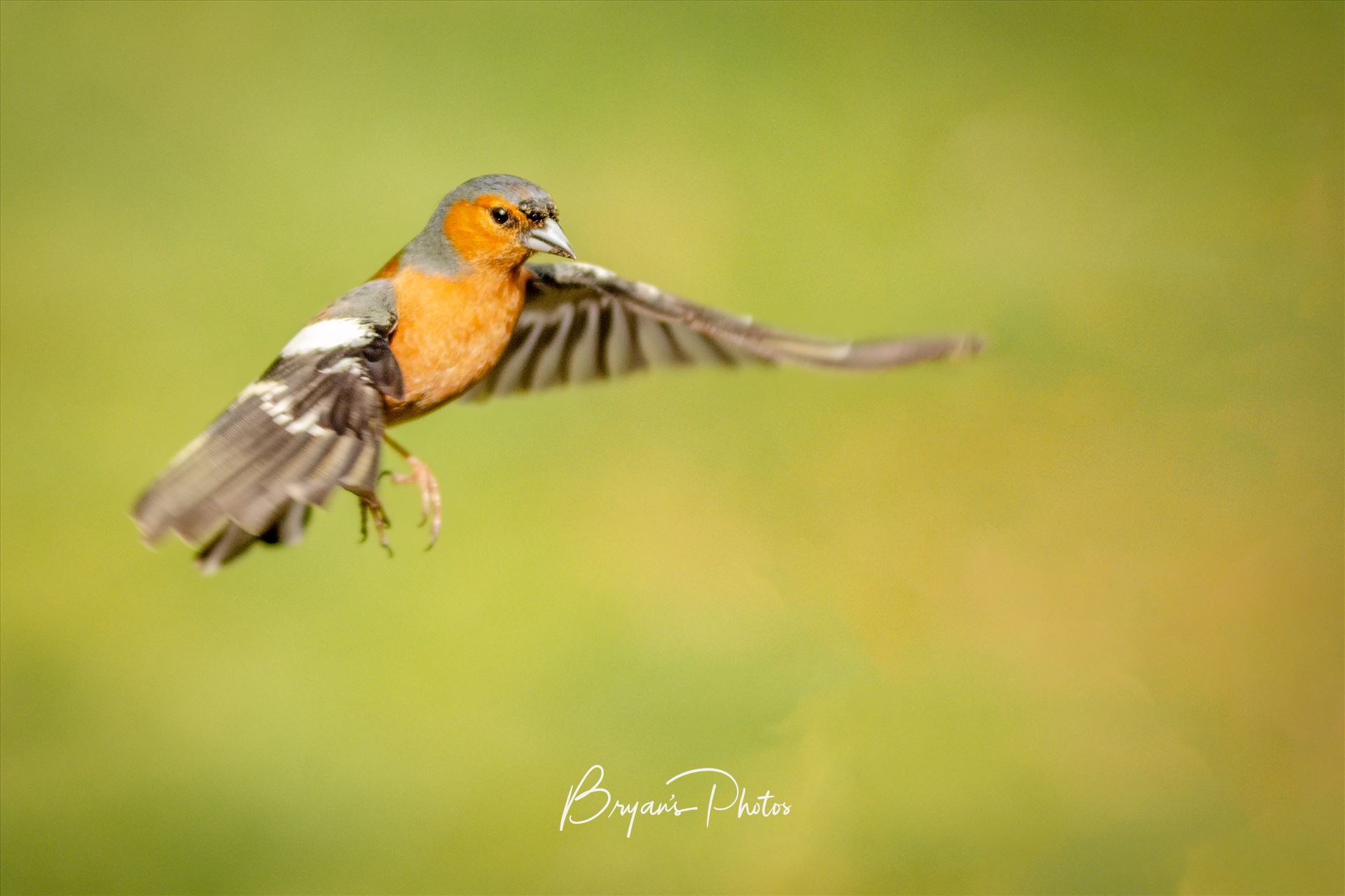 Male Chaffinch - A photograph of a male Chaffinch taken mid flight. by Bryans Photos