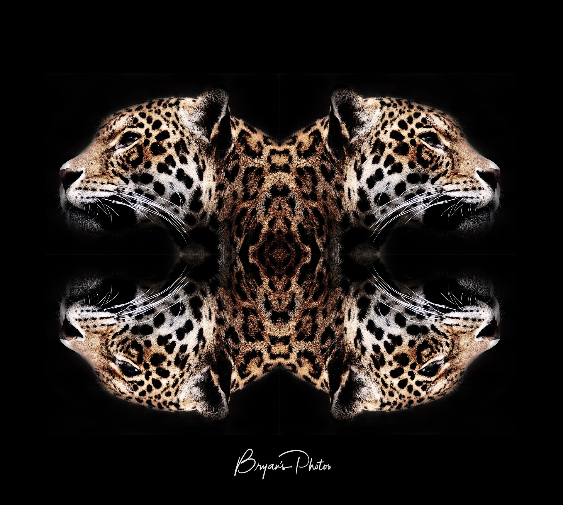 Jaguar Art Square - An image of a jaguars head mirrored and merged into wall art by Bryans Photos