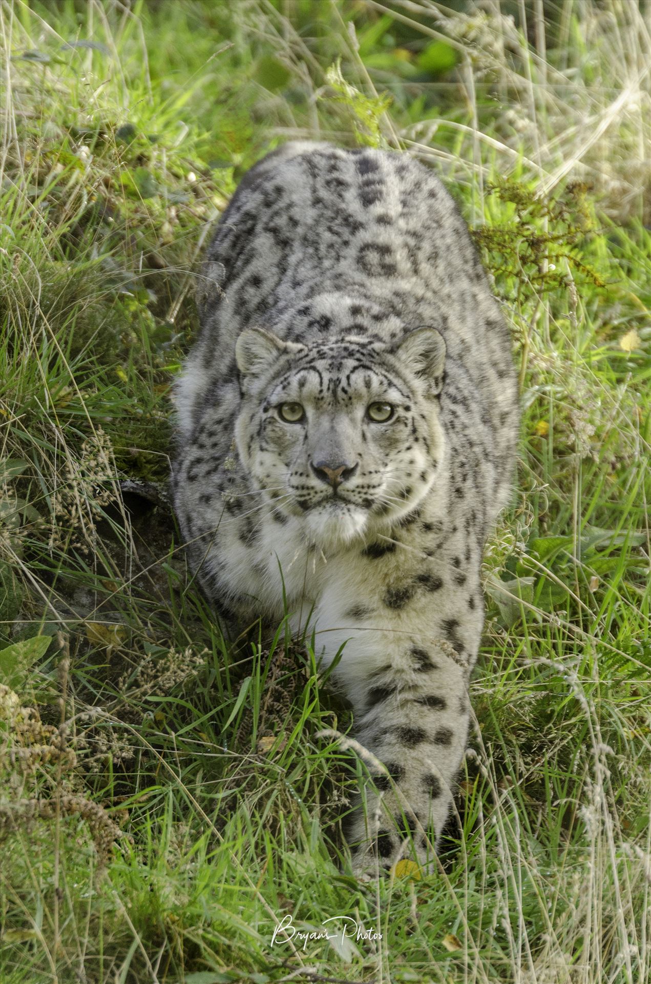 Snow Leopard Stare - A photograph of a snow leopard staring straight at me as it approached from the hill above. by Bryans Photos