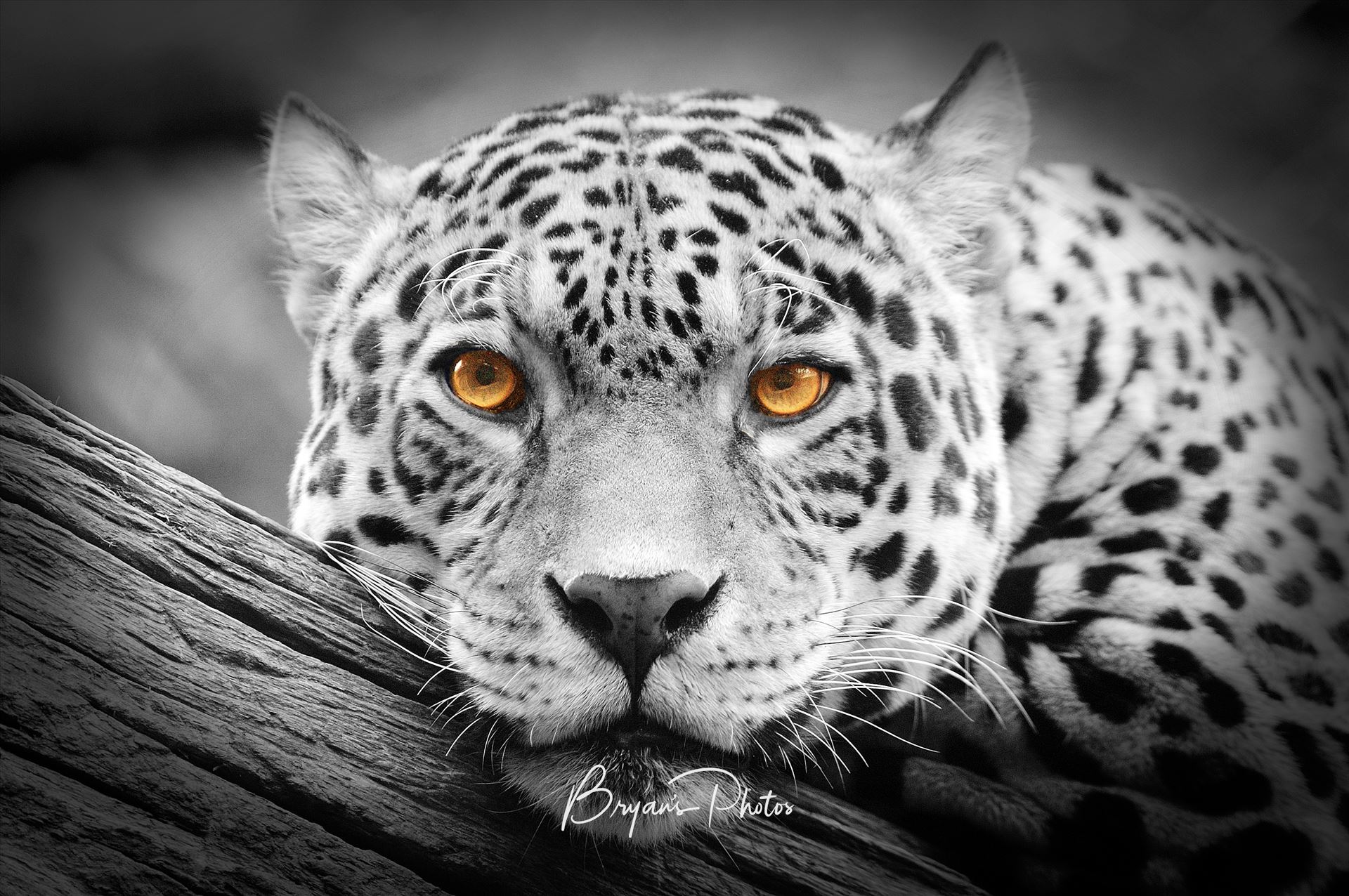 Jaguar Stare isolations - A black and white photograph of a Jaguar with the eyes left in colour. by Bryans Photos