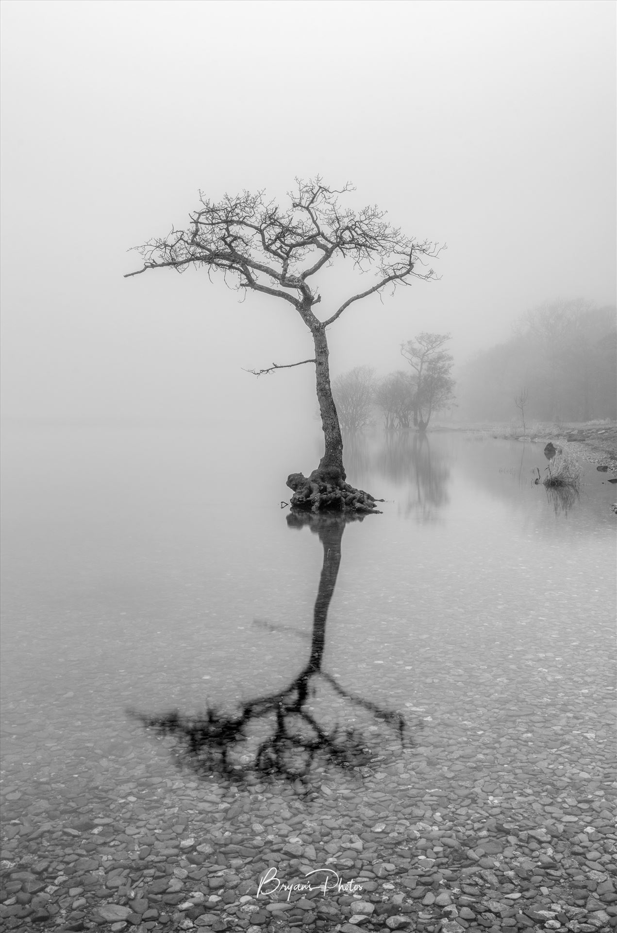 Misty Milarrochy Loch Lomond - A black and white photograph of Loch Lomond taken at Milarrochy Bay. by Bryans Photos