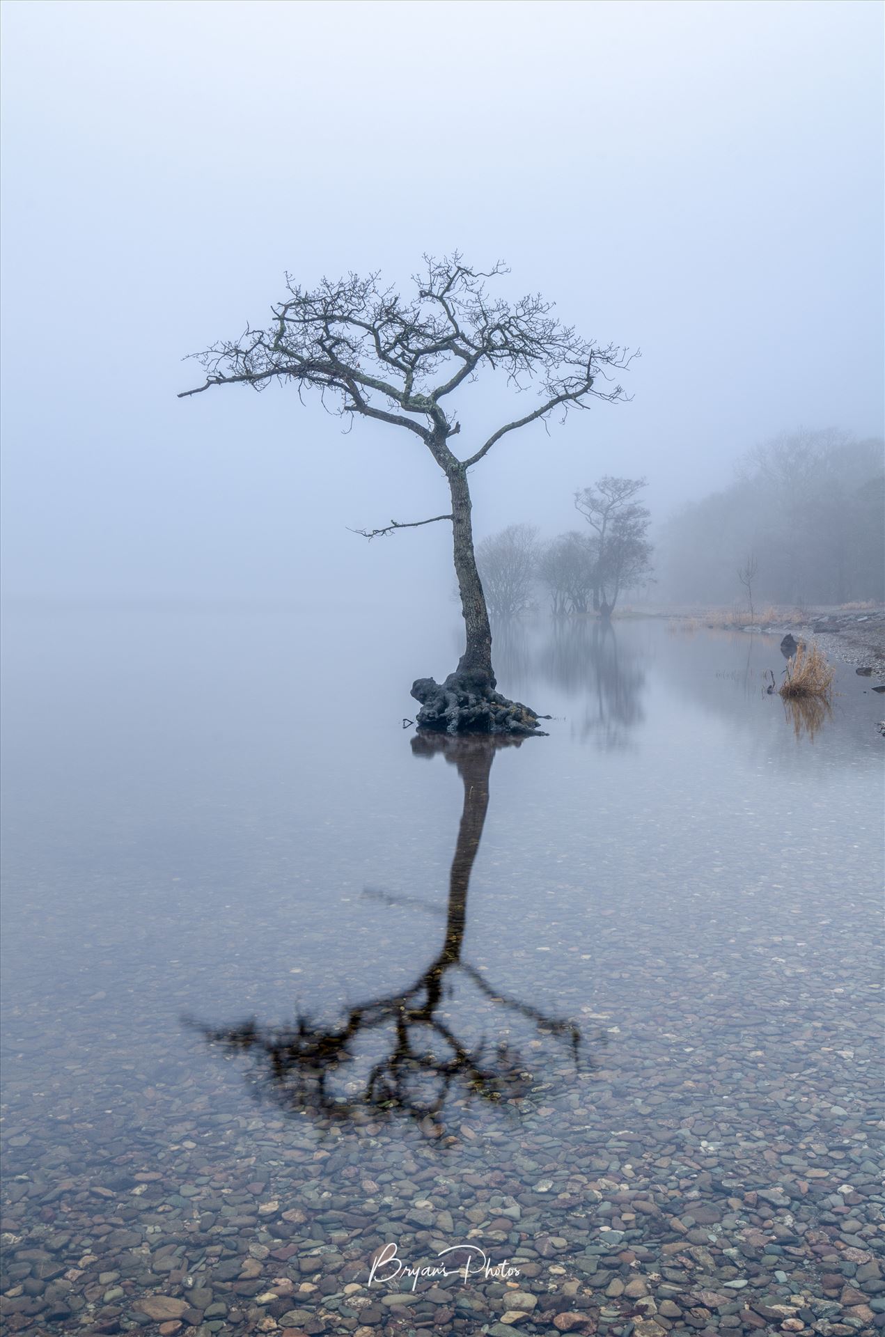 Milarrochy in the Mist - A photograph of Milarrochy Bay Loch Lomond taken on a cold misty December afternoon. by Bryans Photos