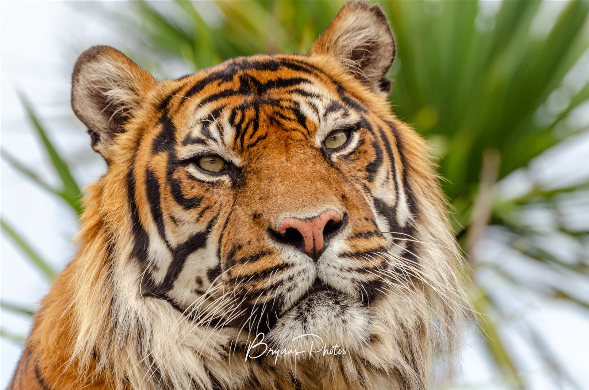 Sumatran Tiger - A photograph of a Sumatran Tiger. by Bryans Photos