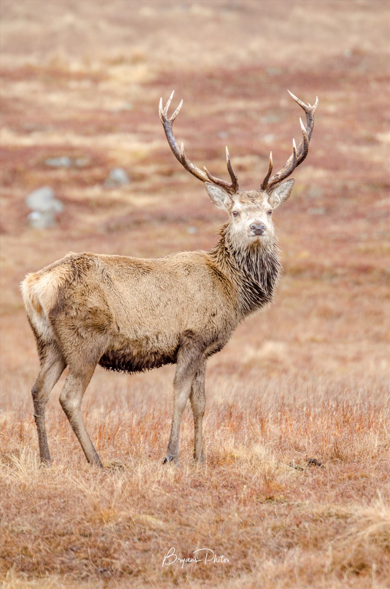 Highland Deer - A photograph of a lone Stag taken in Glen Lyon in the Scottish Highlands. by Bryans Photos