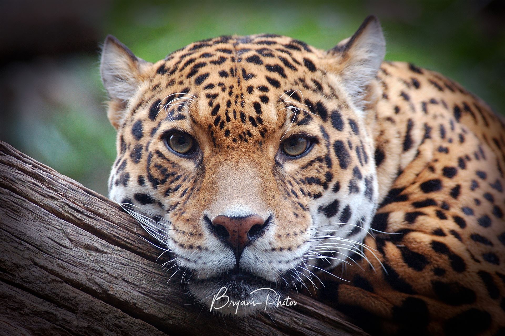 Jaguar Stare 2 - Photograph of a Jaguar staring straight at me. by Bryans Photos