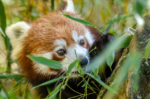 A photograph of a Red Panda in the lower branches of a tree.