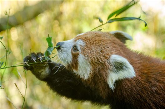 A photograph of a Red Panda having a bite to eat.