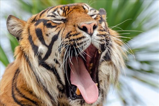 A photograph of a Sumatran Tiger yawning as it wakes up from it's afternoon nap.