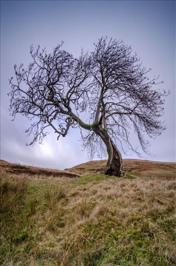 A long exposure photograph of the Frandy Tree Glen Devon, Perthshire.