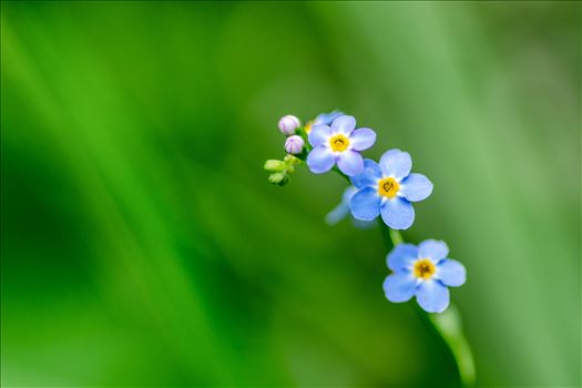 Forget Me Not - Wall art of of a Forget Me Not flower taken on a walk through local woodland.