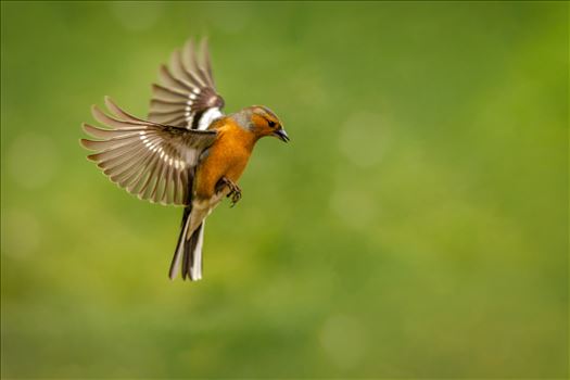 A photograph of a male Chaffinch taken mid flight.