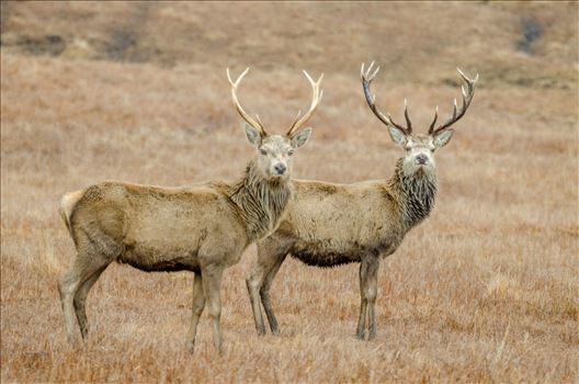 A photograph of two Deer running wild in Glen Lyon in the Scottish Highlands.