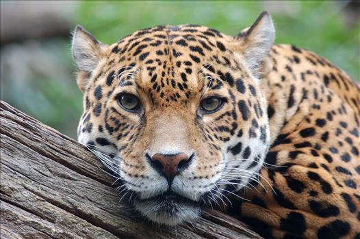 Photograph of a Jaguar staring straight at me.