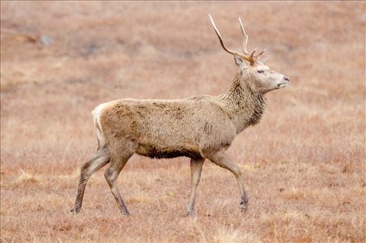 A photograph of a lone Stag taken in Glen Lyon in the Scottish Highlands.