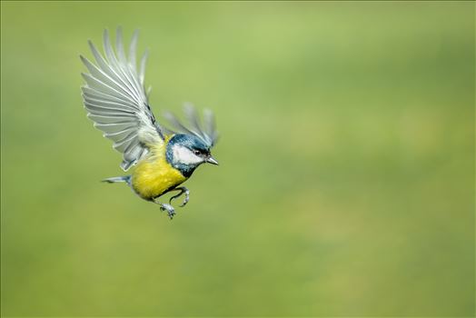 A photograph of a wild Blue Tit coming in to land on the branch of a tree.