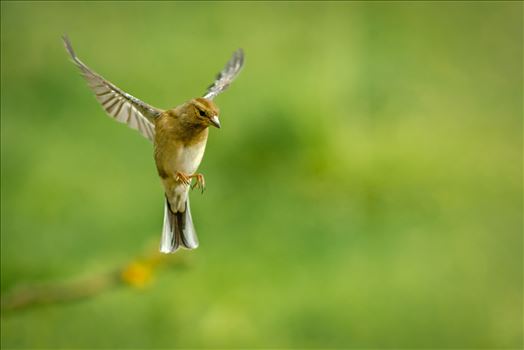 A photograph of a female Chaffinch coming in to land.