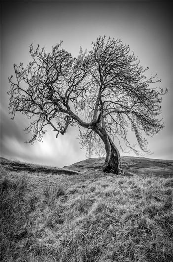 A black and white photograph of the Frandy Tree Glen Devon, Perthshire.