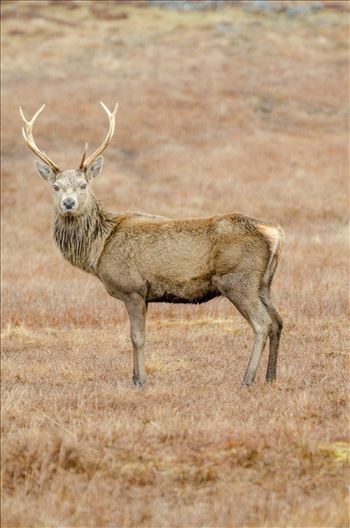 A photograph of a lone Stag taken in Glen Lyon in the Scottish Highlands.