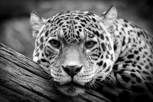 A photograph of a Jaguar staring straight at me in black & white