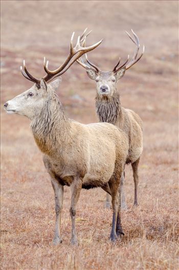 A photographs of two Stags in Glen Lyon.