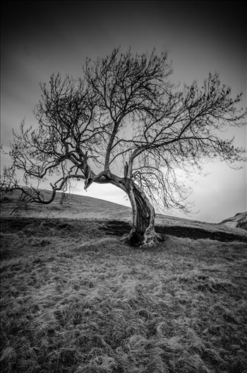 A black and white long exposure photograph of the Frandy Tree Glen Devon, Perthshire.