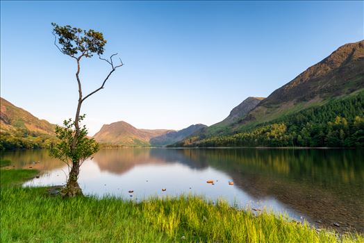 Loan Tree at Buttermere - A photograph of the loan tree at Buttermere Lake in the Lake District.