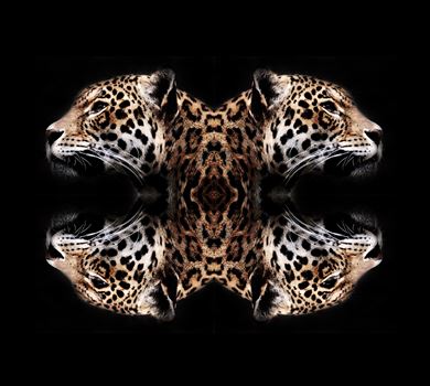 An image of a jaguars head mirrored and merged into wall art